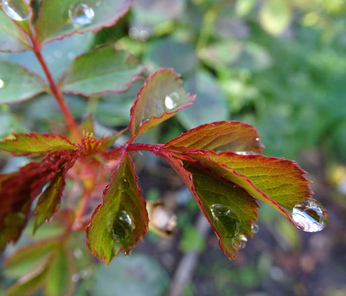 DugDråbevejen er en spirituel linje på Tigerens Rede.